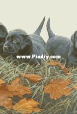 Art-goblen - The dogs PM4