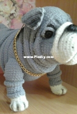English bulldog puppy