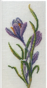 Crocus by Anna Petunova XSD