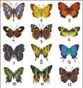 Butterfly collection from Susanna