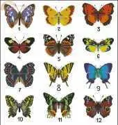 Butterfly collection from Susanna