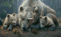 Bears by Evgenia Nikotina