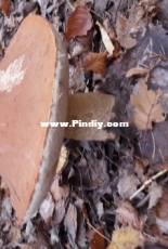 Mushrooms picking