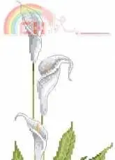 DMC 185 Calla Lilly