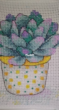 Succulent - M.P. Studio