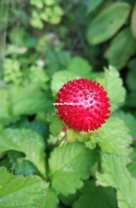 Garden on my mother-in-low