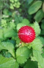 Garden on my mother-in-low