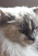 My sweet cat
