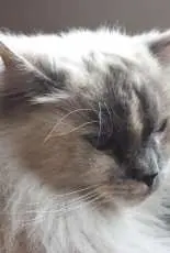 My sweet cat