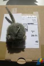 New Wool