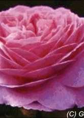 Golden Kite GK 1314 - Hybrid Tea Rose Heirloom