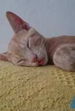 my first cat