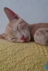 my first cat