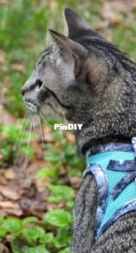 Kitty Ninja Designs - Katie Wampler - Mesh Step-In Harness