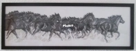 Free Running horses black & white