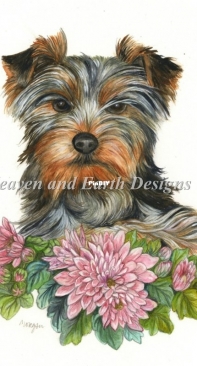 HAED - HAEMOF1328 Yorkshire Terrier by Morgan Fitzsimons