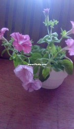 Petunias