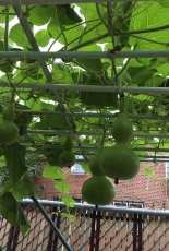 backyard farm