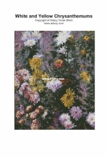 Artecy Cross Stitch - White and Yellow Chrysanthemum