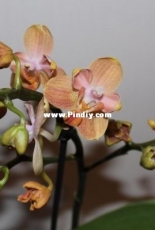 Orchids are my second hobby: Phal. no-named