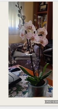Another Orchid