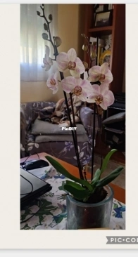 Another Orchid