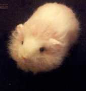 guinea Pig