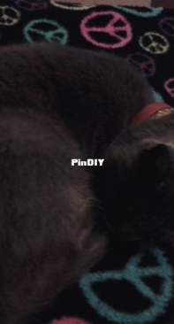My kitten