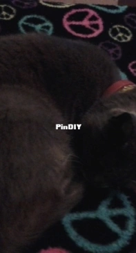 My kitten