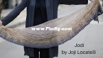 Jodi shawl - Joji Locatelli
