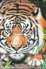 Chimera  - creeping tiger XSD