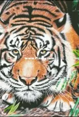 Chimera  - creeping tiger XSD