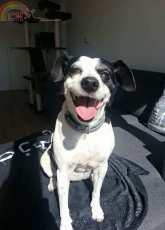 happy dog