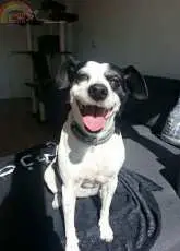 happy dog
