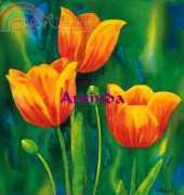 Arxinda - Tulipani
