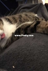 Muffin the Cat
