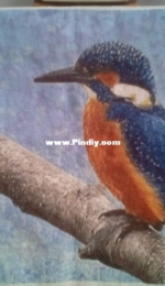 kingfisher..