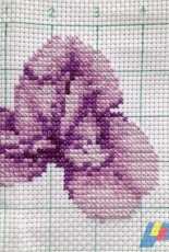 Iris - symbolize faith, valor and wisdom