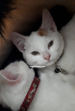 My hairdressers new two cats.