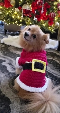 The Wand Weaver - Shelly Johnson - Santa Pawz Small Dog Coat – Free