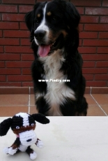 This is my Dog!