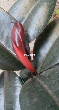 Rubber tree