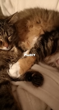Our sweet cats