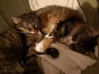 Our sweet cats