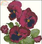 The silver lining SL59 Ruby pansies