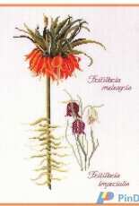 Thea Gouverneur The Secret Garden  028 Fritillaria Panel (Crown Imperial and Snakes Head)