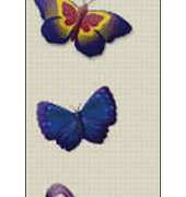 Butterfly Rainbow