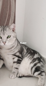 mimi