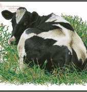 Thea Gouverneur - TG 452 Cow