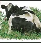 Thea Gouverneur - TG 452 Cow